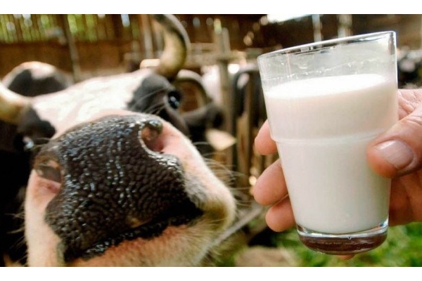 Выгоднее всего производить молоко в Белоруссии